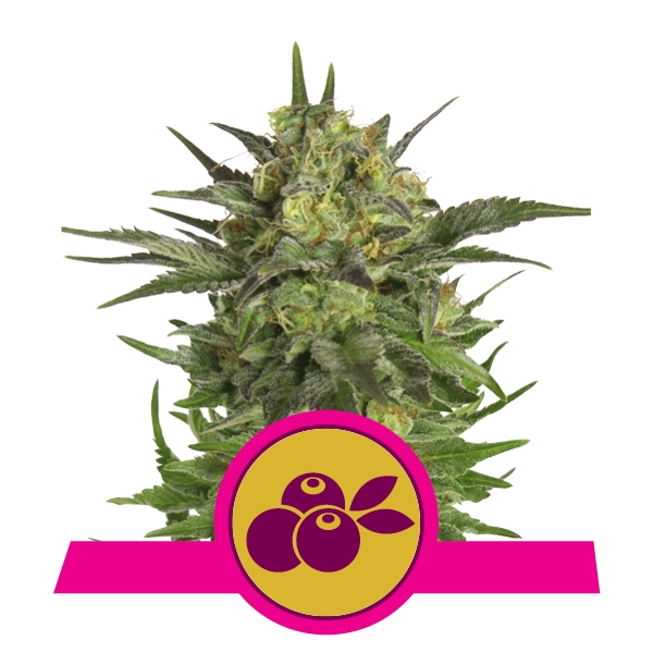 Семена конопли Haze Berry Фотопериодные