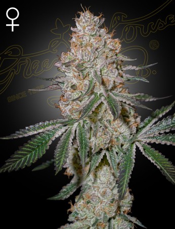 Семена конопли Highcloudz Фотопериодные