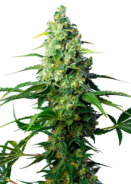 Семена конопли Honey Peach Auto CBD Автоцветы