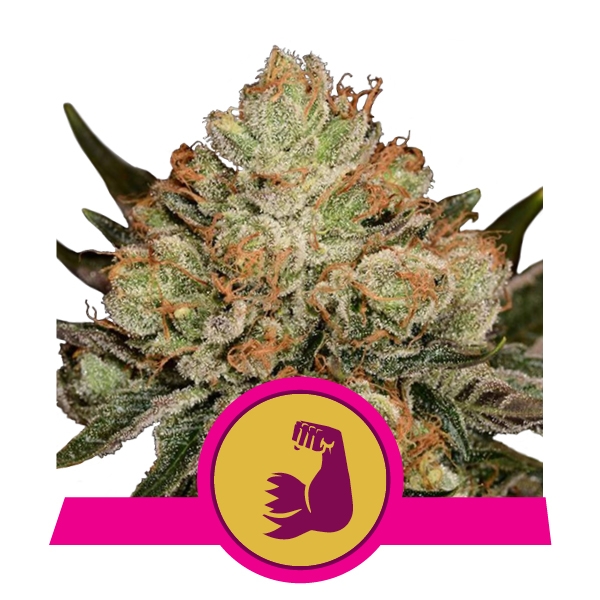 Семена конопли HulkBerry Фотопериодные