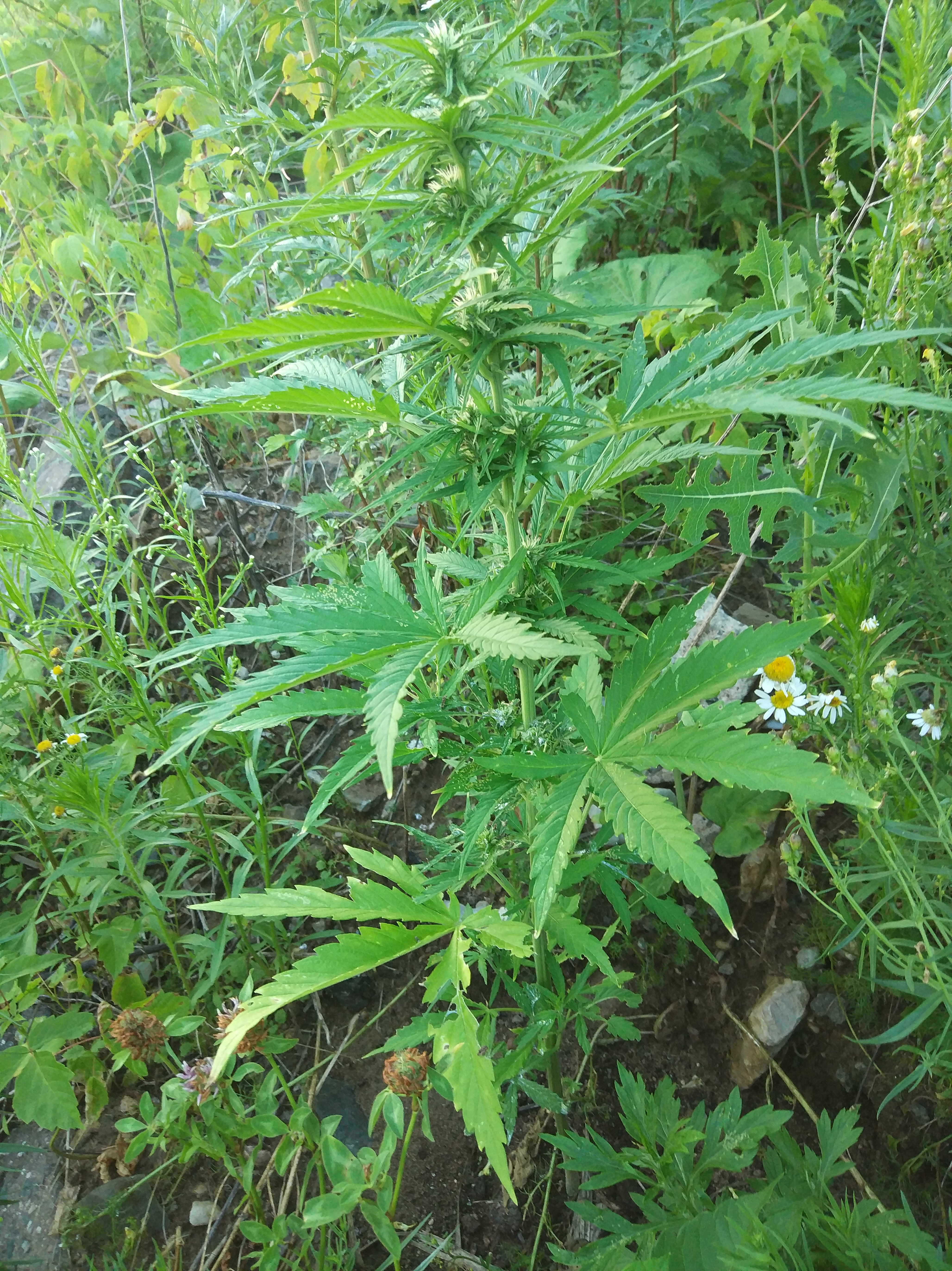 Семена конопли SweetSkunk Auto - фото 2