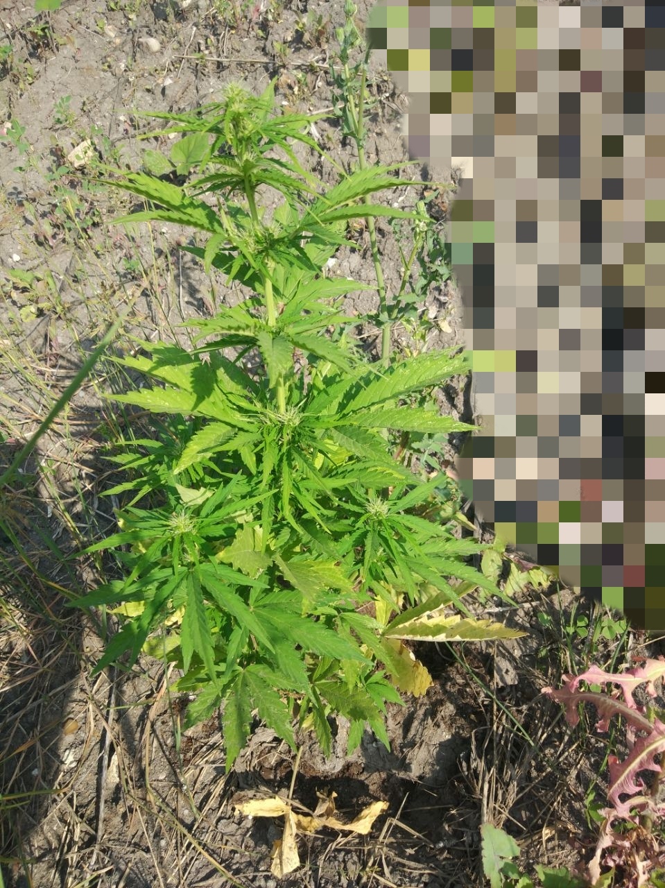 Семена конопли SweetSkunk Auto - фото 3