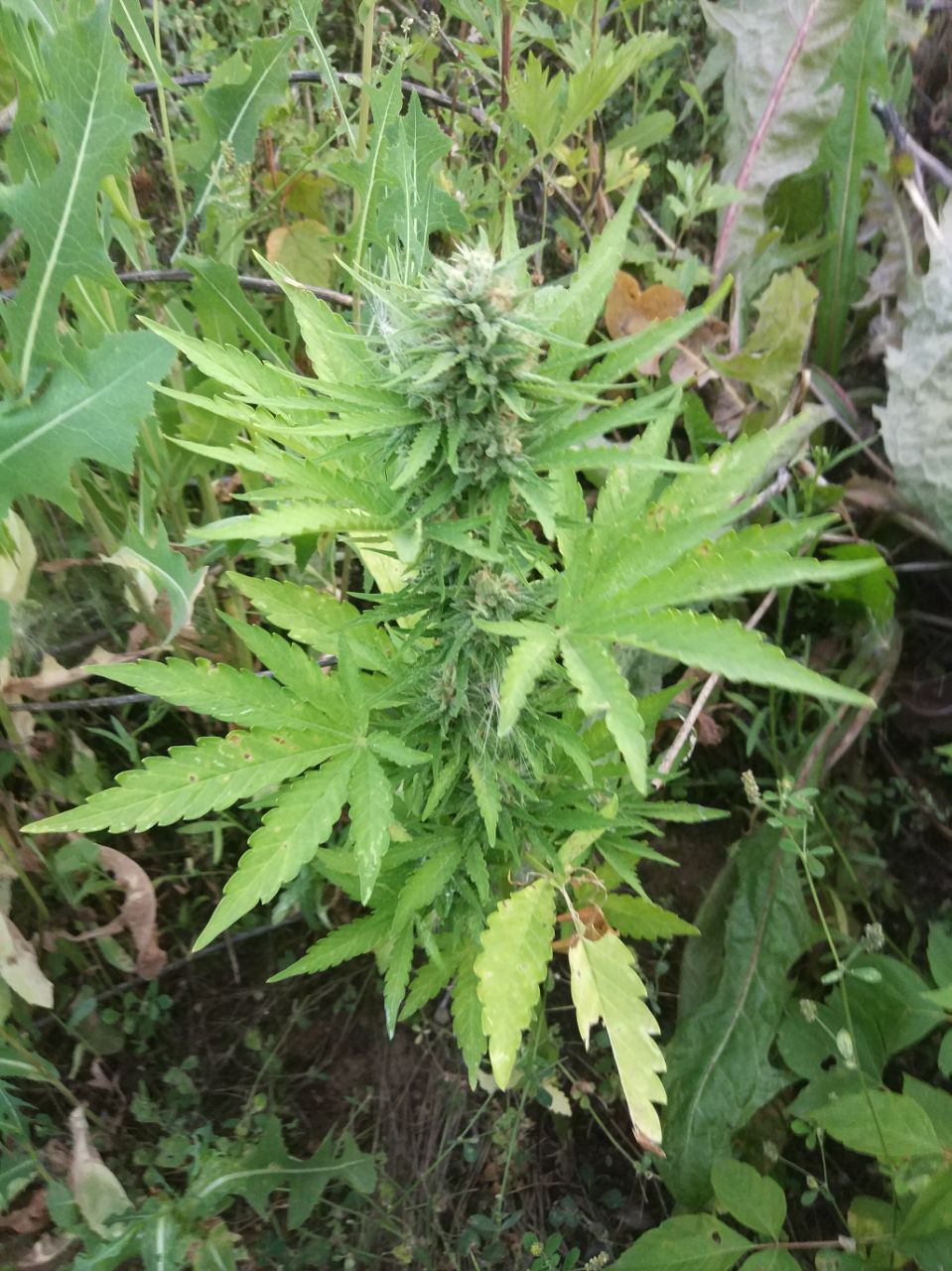 Семена конопли Sugar Black Rose Auto - фото 2