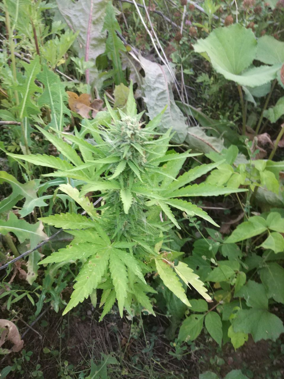 Семена конопли Sugar Black Rose Auto - фото 3