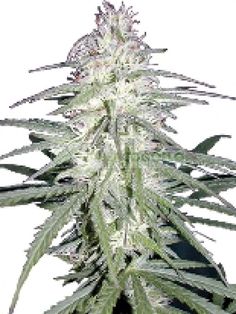 Семена конопли Indigo Berry Kush Фотопериодные