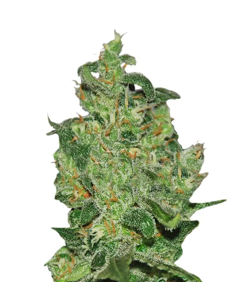 Семена конопли Critical Jack Herer Auto Автоцветы