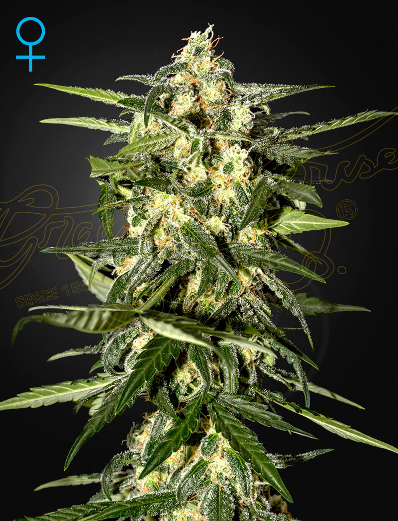 Семена конопли Jack Herer Auto Автоцветы
