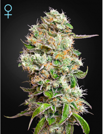 Семена конопли King’s Kush Auto CBD Автоцветы