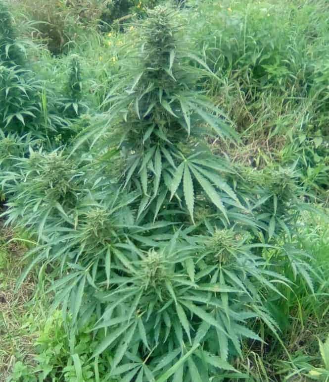 Семена конопли Auto Colorado Cookies - фото 2