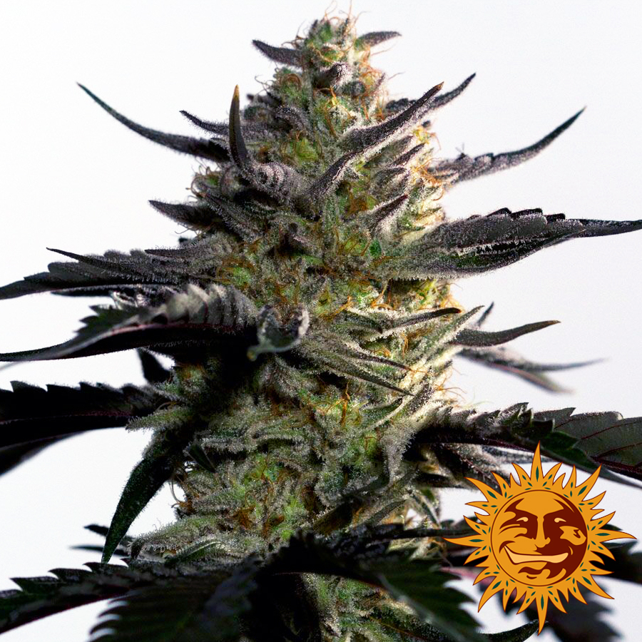Семена конопли Blueberry OG Фотопериодные