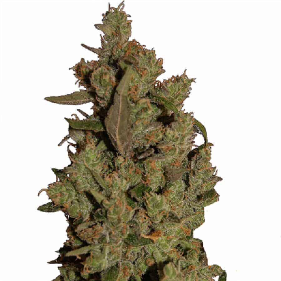 Семена конопли CBD Critical Cure Фотопериодные
