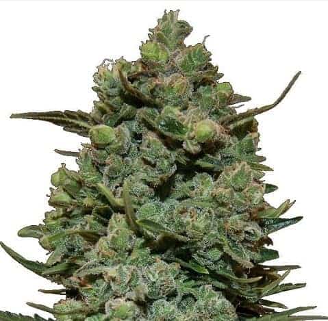 Семена конопли Cookies Kush Фотопериодные
