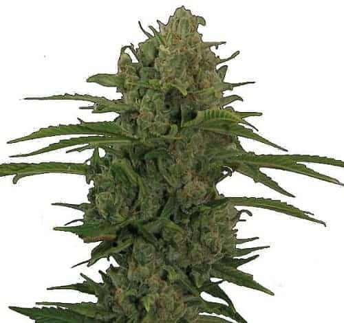 Семена конопли Auto Critical Kush Автоцветы