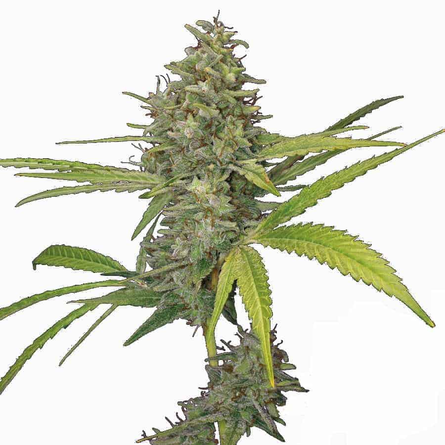 Семена конопли G13 Haze Фотопериодные