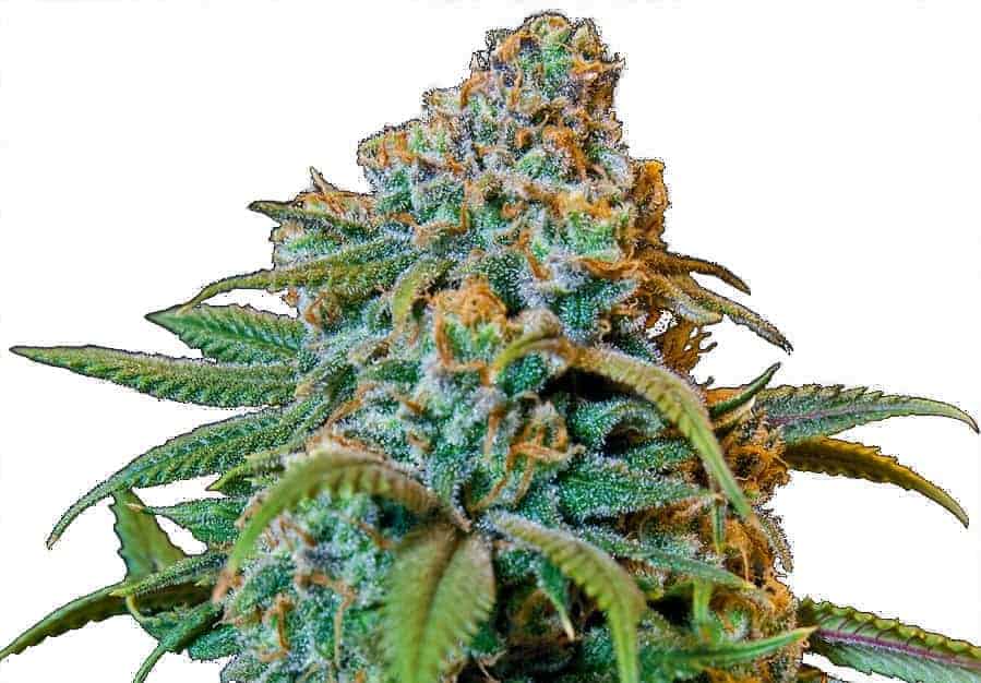 Семена конопли Liberty Haze Фотопериодные