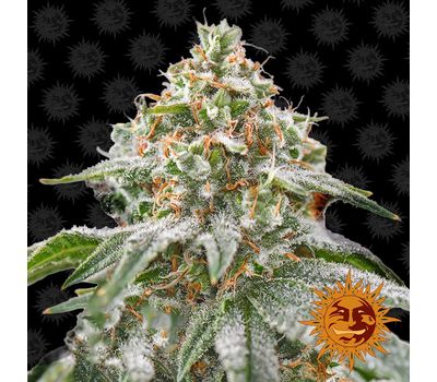 Семена конопли Pink Kush Фотопериодные