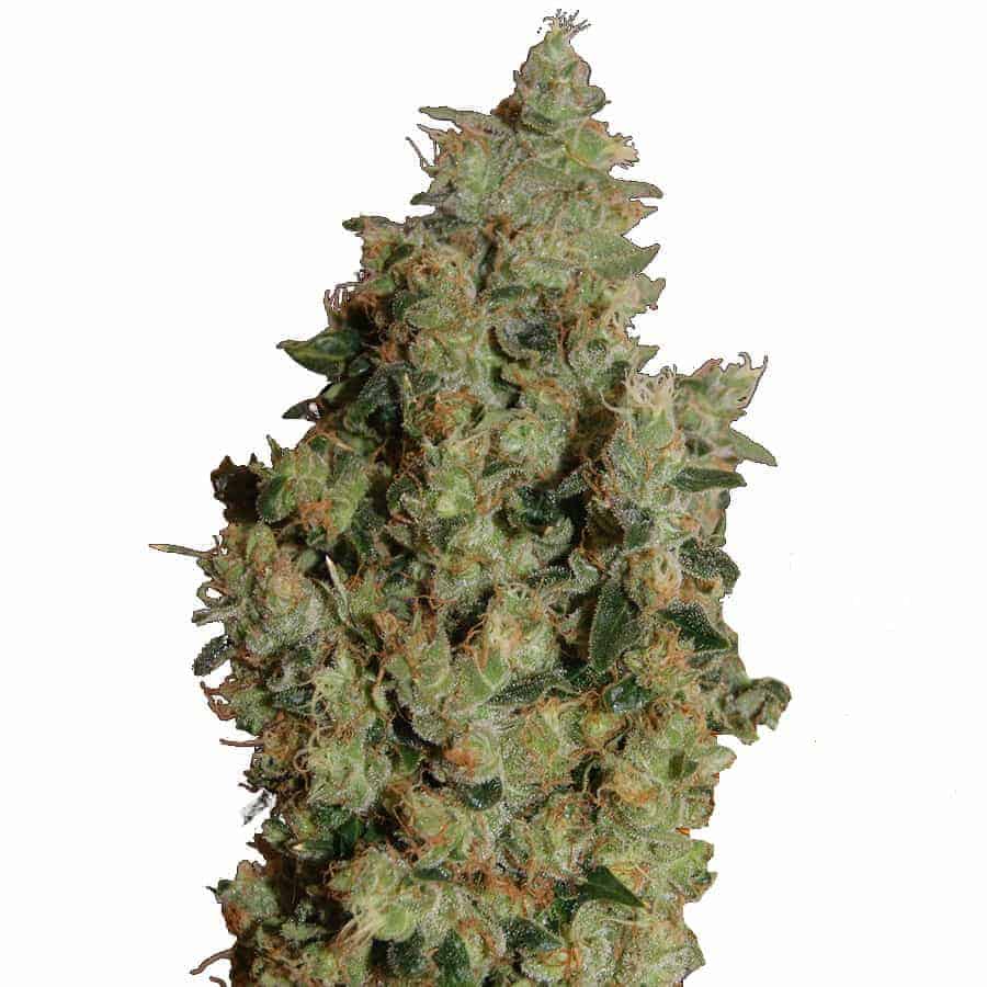 Семена конопли Tangerine Dream Фотопериодные
