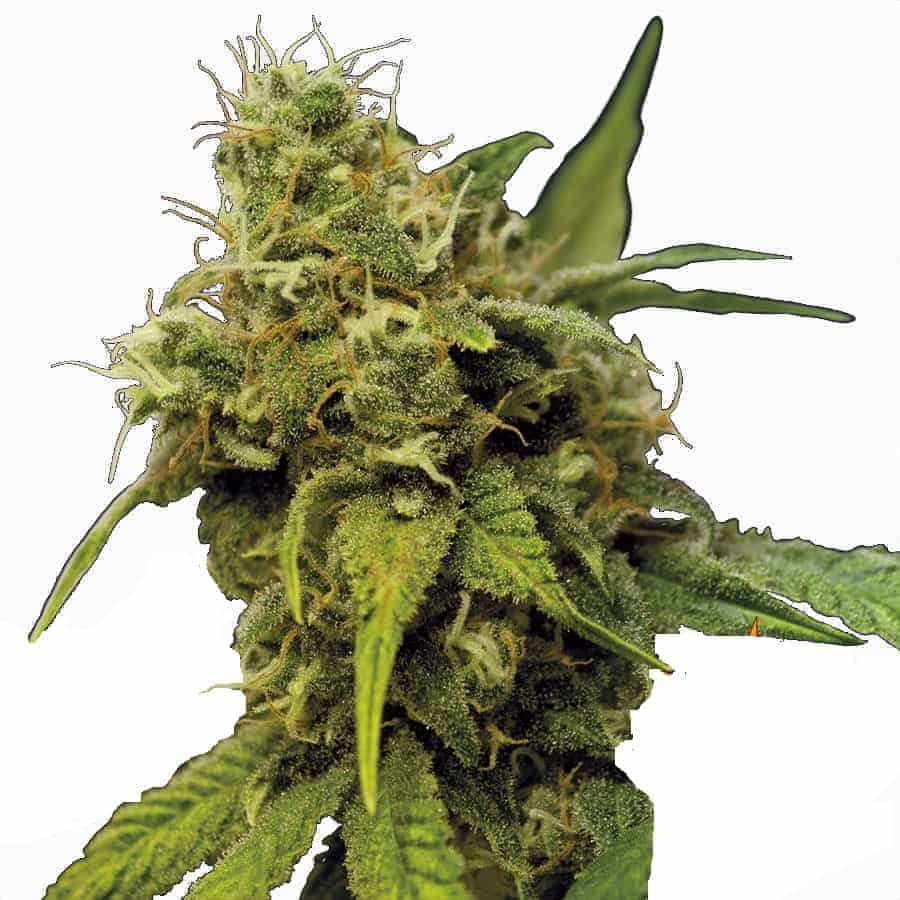 Семена конопли Utopia Haze Фотопериодные