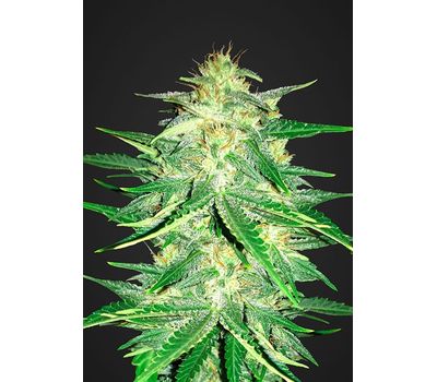 Семена конопли Lemon AK Auto Автоцветы