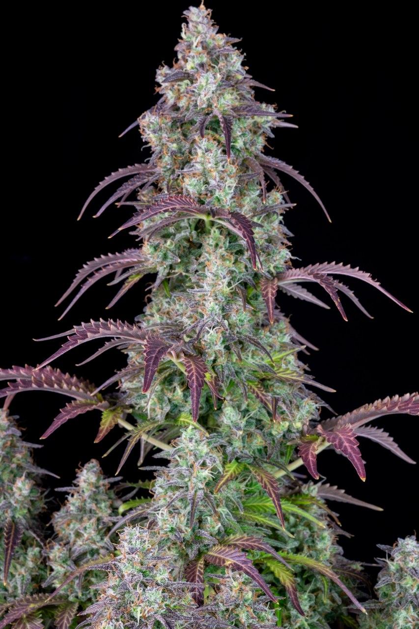 Семена конопли Lemon Pie Auto - фото 3