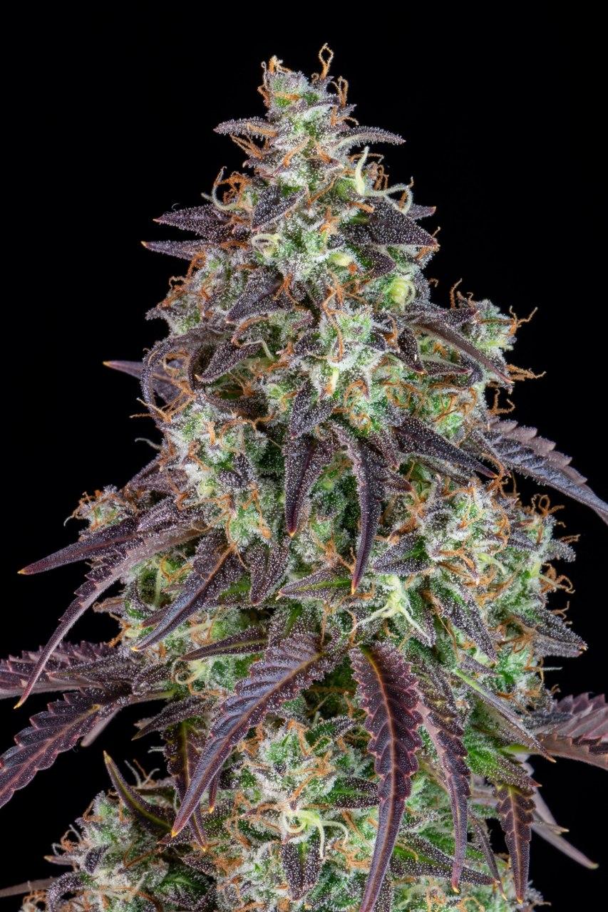 Семена конопли Lemon Pie Auto - фото 2