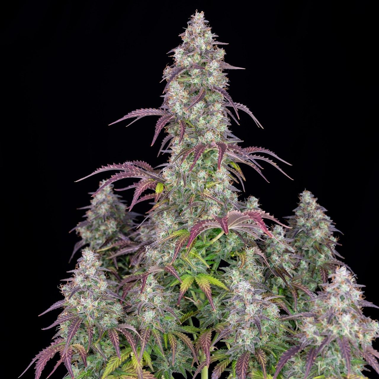 Семена конопли Lemon Pie Auto Автоцветы