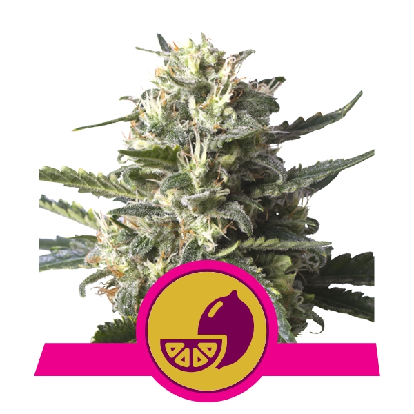 Семена конопли Lemon Shining Silver Haze Фотопериодные