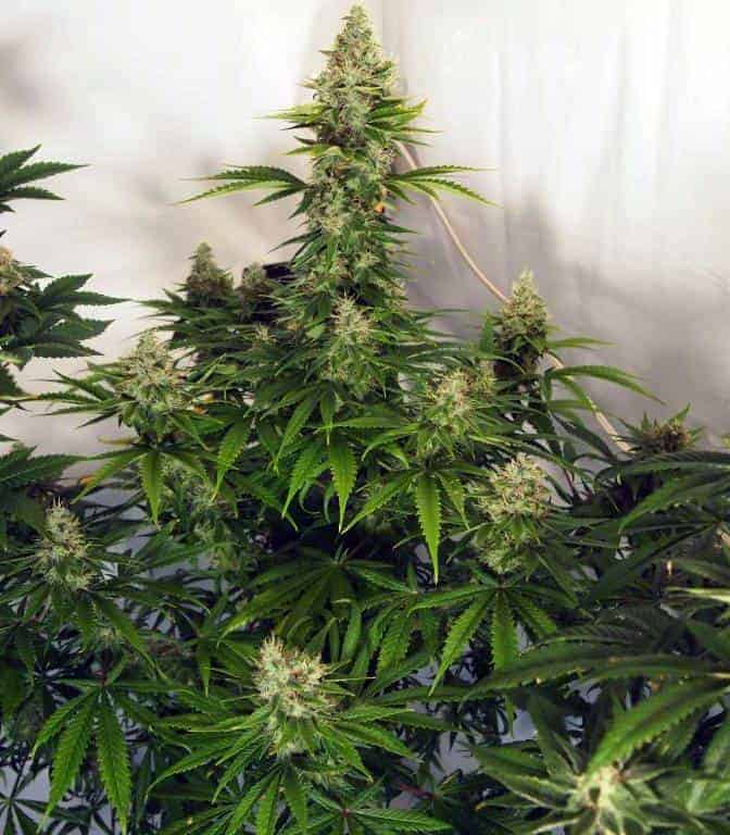 Семена конопли Liberty Haze - фото 4