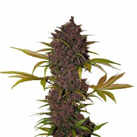 Семена конопли LSD-25 Auto Автоцветы