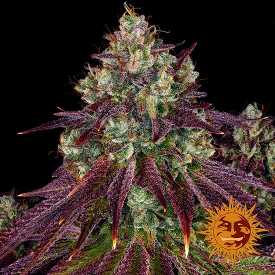 Семена конопли Mimosa EVO Фотопериодные