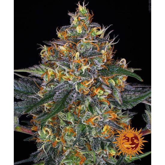 Семена конопли Moby Dick Auto Автоцветы