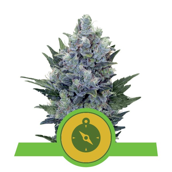 Семена конопли Northern Light Automatic Автоцветы