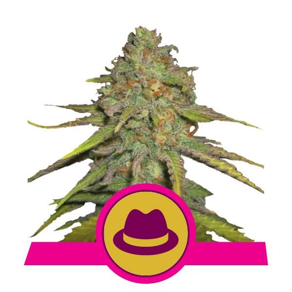 Семена конопли O.G. Kush Фотопериодные