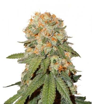Семена конопли Orange Bud Фотопериодные