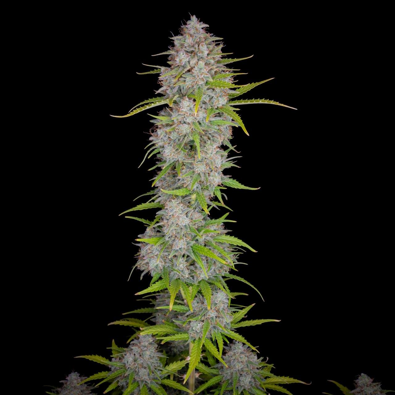 Семена конопли Orange Sherbet Auto Автоцветы