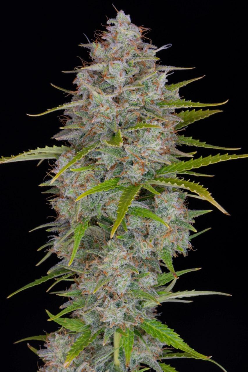 Семена конопли Orange Sherbet Auto - фото 2