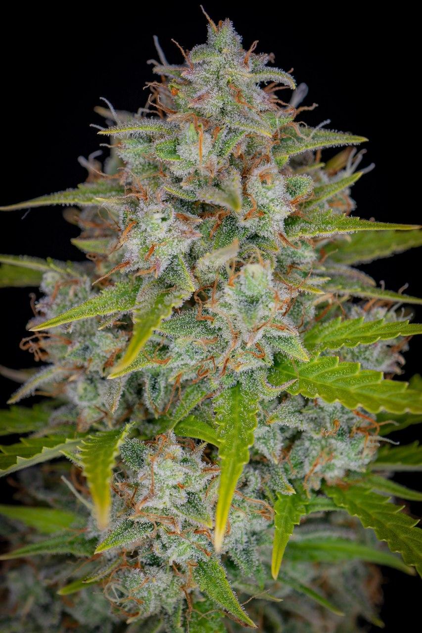 Семена конопли Orange Sherbet Auto - фото 3