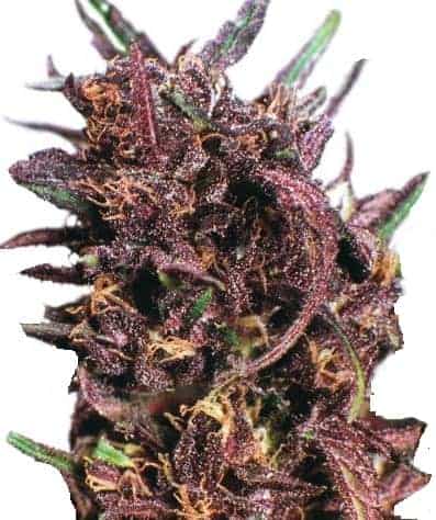 Семена конопли Purple #1ular Фотопериодные