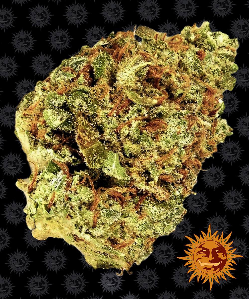 Семена конопли Watermelon Zkittlez Auto Автоцветы