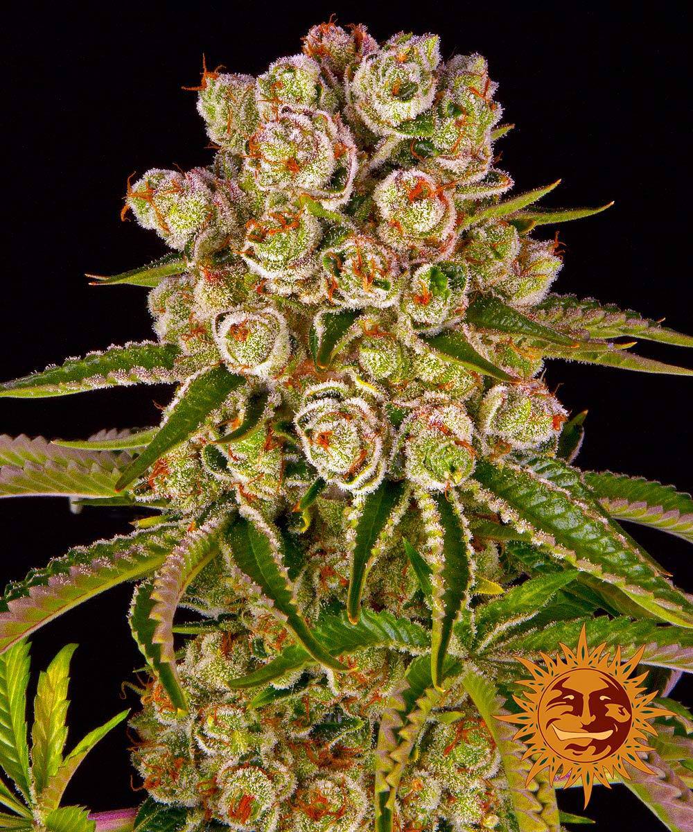 Семена конопли Kush Mintz Фотопериодные