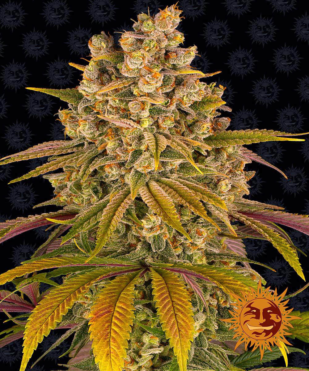 Семена конопли Lemon Tree Фотопериодные