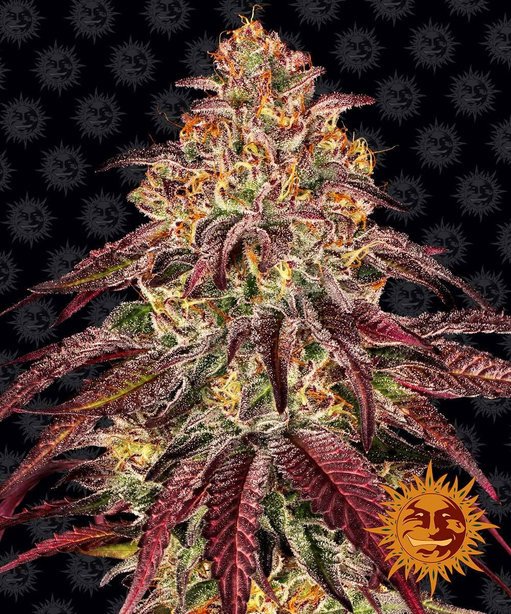 Семена конопли Mimosa x Orange Punch Auto Автоцветы