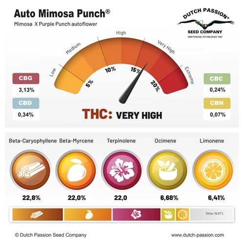 Семена конопли Auto Mimosa Punch - фото 5