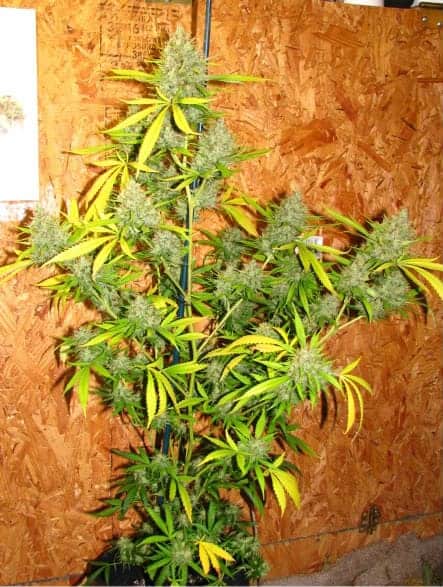 Семена конопли Pineapple Chunk - фото 2