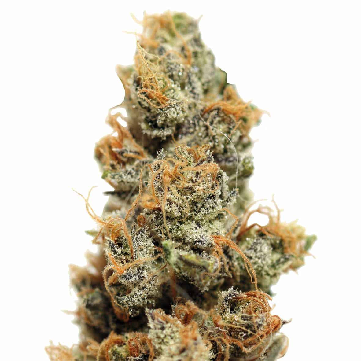 Семена конопли Pineapple Chunk Фотопериодные