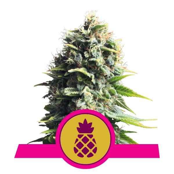 Семена конопли Pineapple Kush Фотопериодные