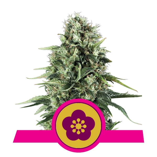 Семена конопли Power Flower Фотопериодные