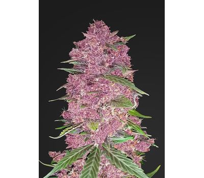 Семена конопли Purple Lemonade Автоцветы