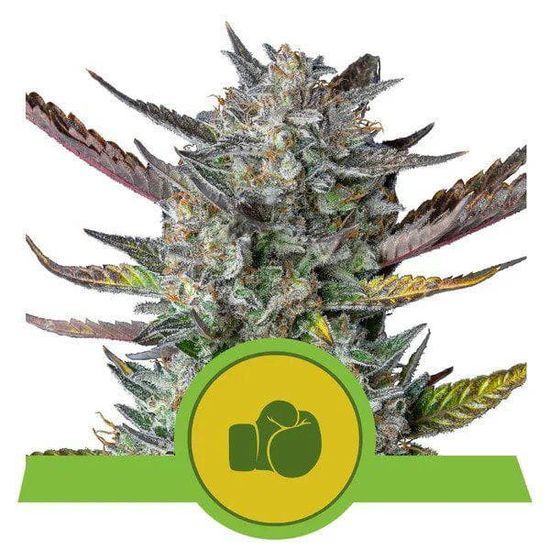 Семена конопли Purple Punch Automatic Автоцветы