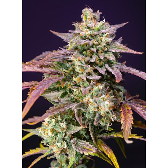 Семена конопли Purple Punch OG XL Auto Автоцветы